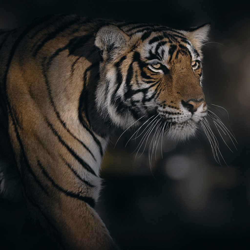 Bandhavgarh National Park Safari Booking