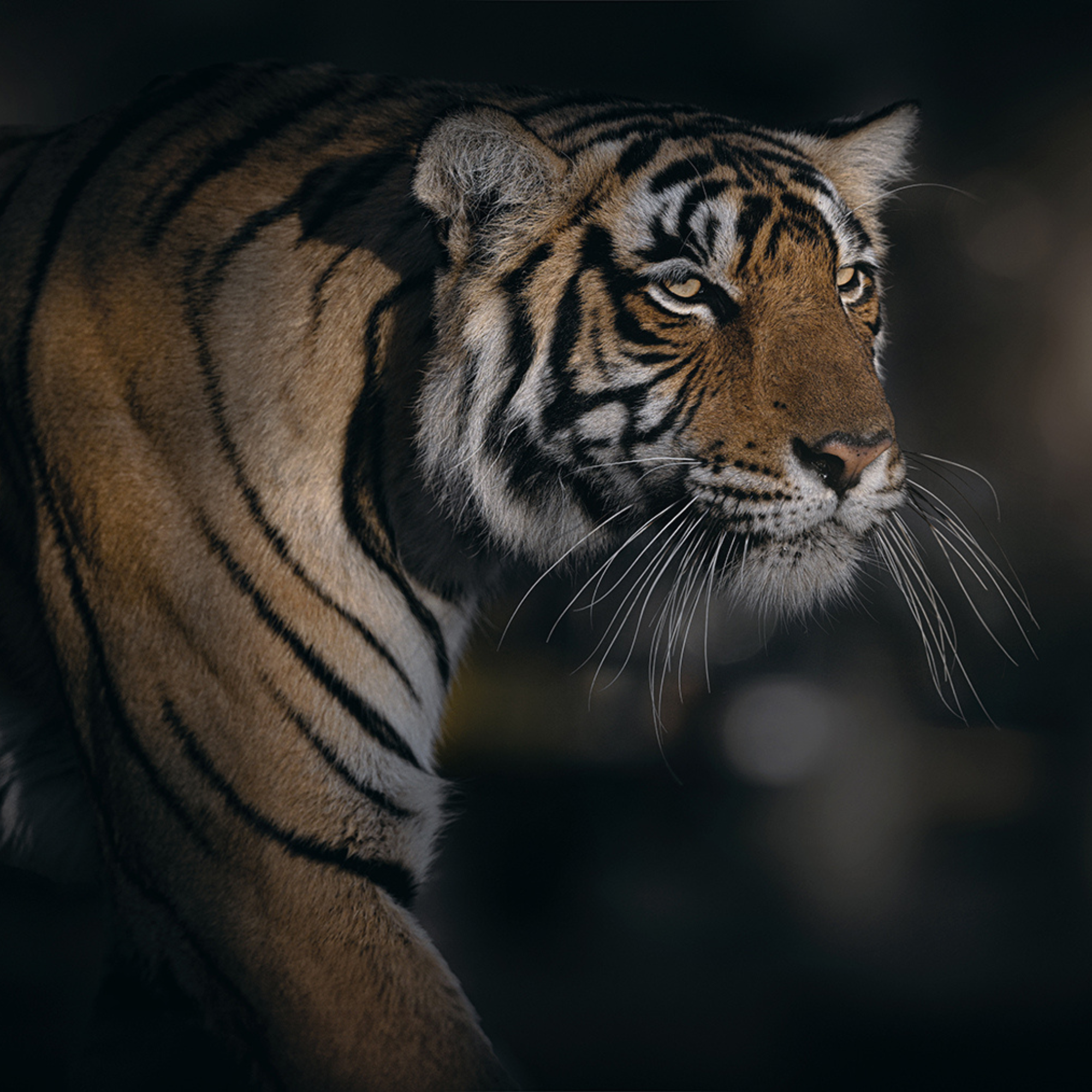 Bandhavgarh National Park Safari Booking