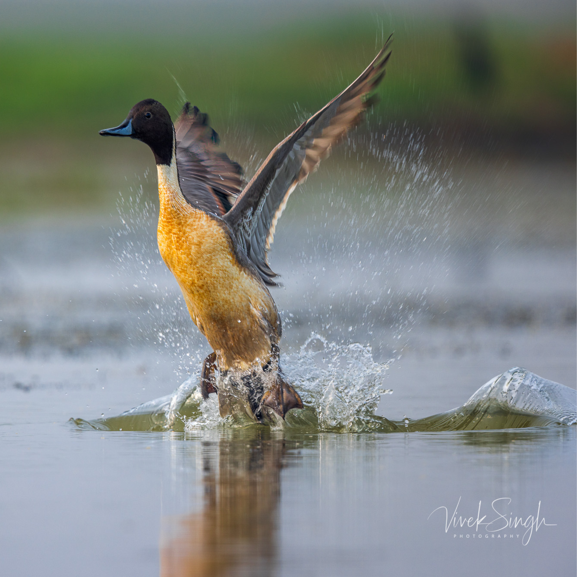 Travelling Tripod Photography
