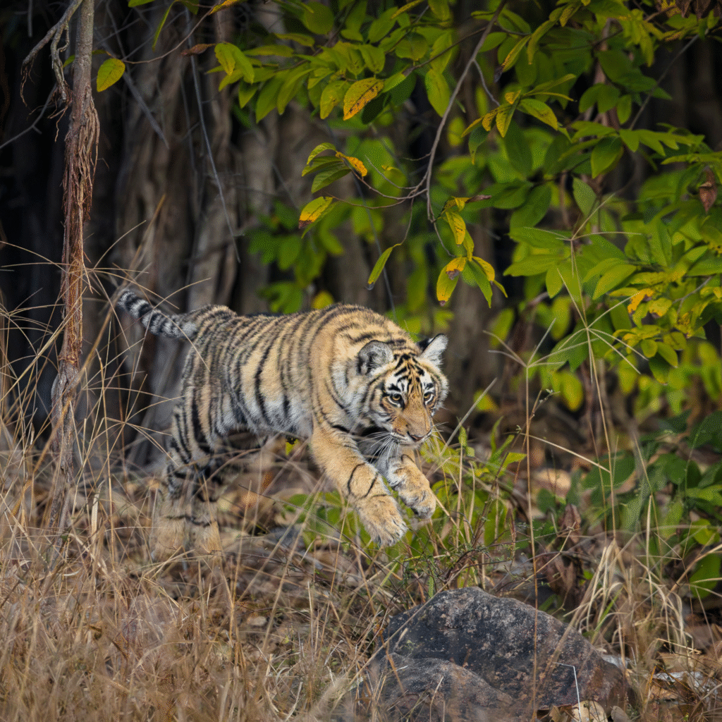 Bandhavgarh National Park Safari