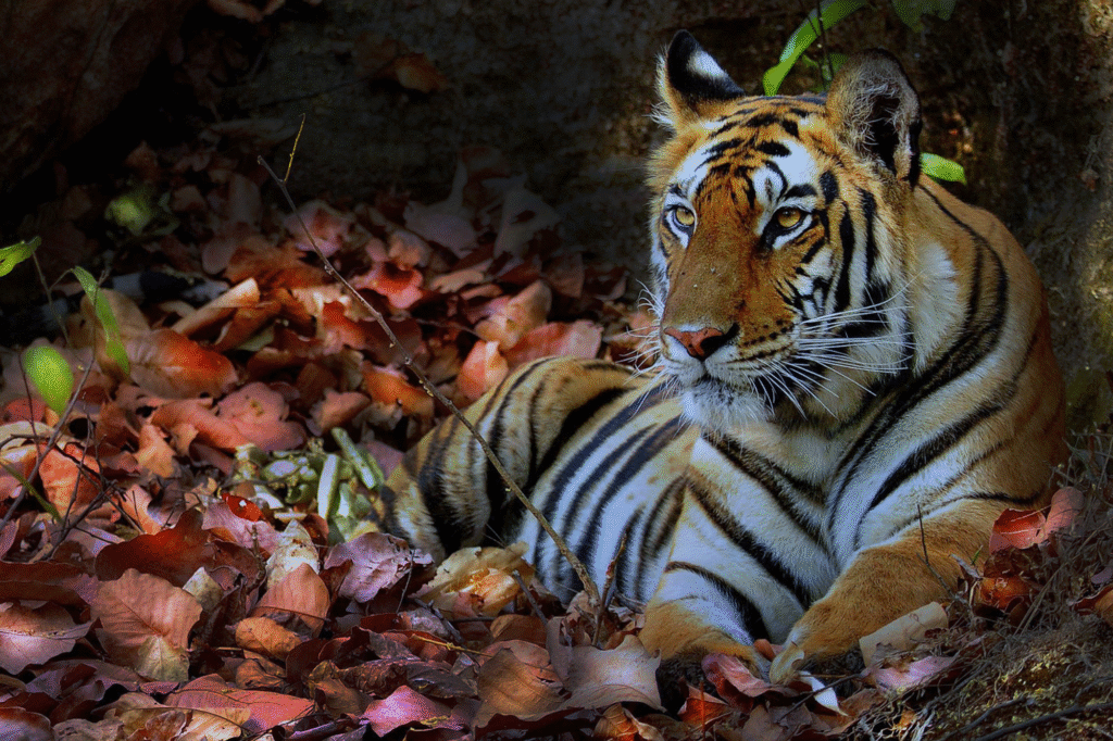 Bandhavgarh Tour Packages
