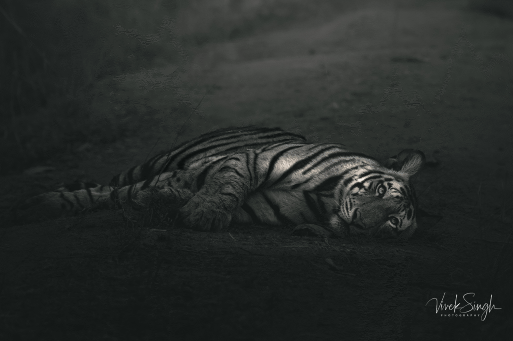 Bandhavgarh National Park Jeep Safari Booking