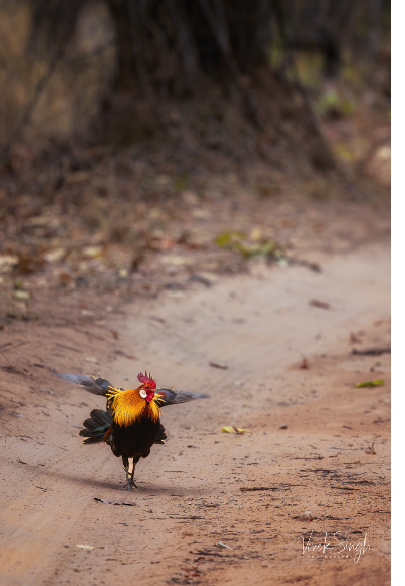 Travelling Tripod Photography