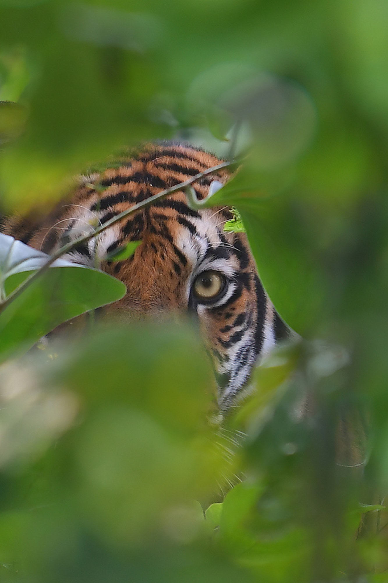 Bandhavgarh Jeep Safari Booking