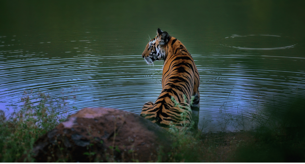 Bandhavgarh National Park