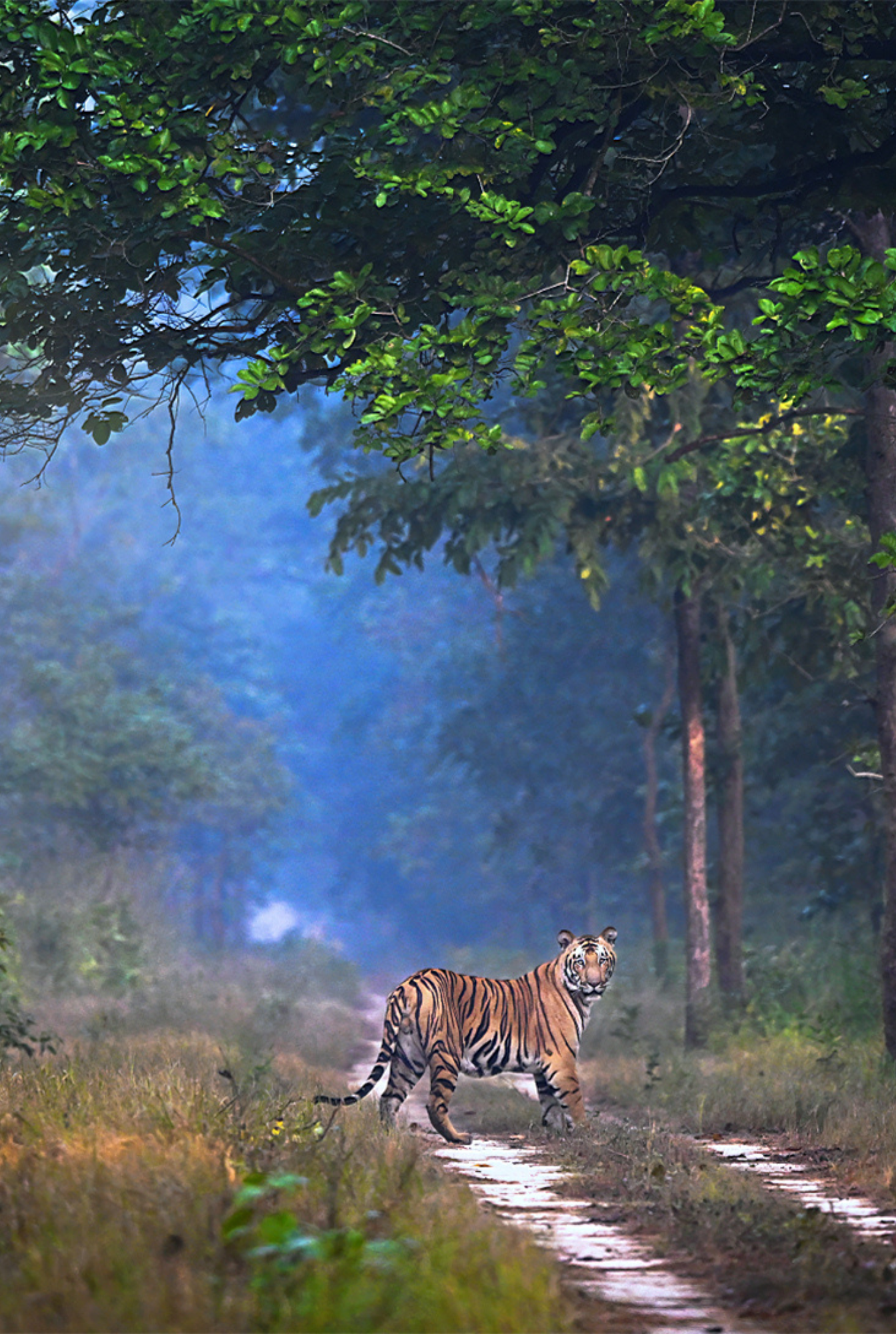 Travelling Tripod Photography