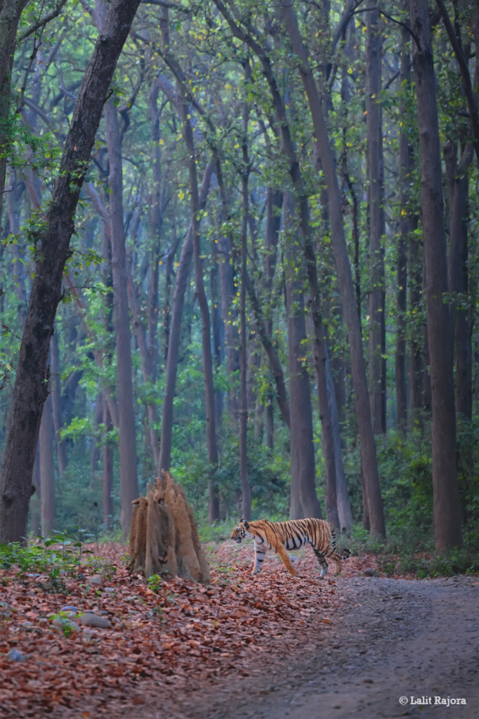 Bandhavgarh National Park Jeep Safari Booking