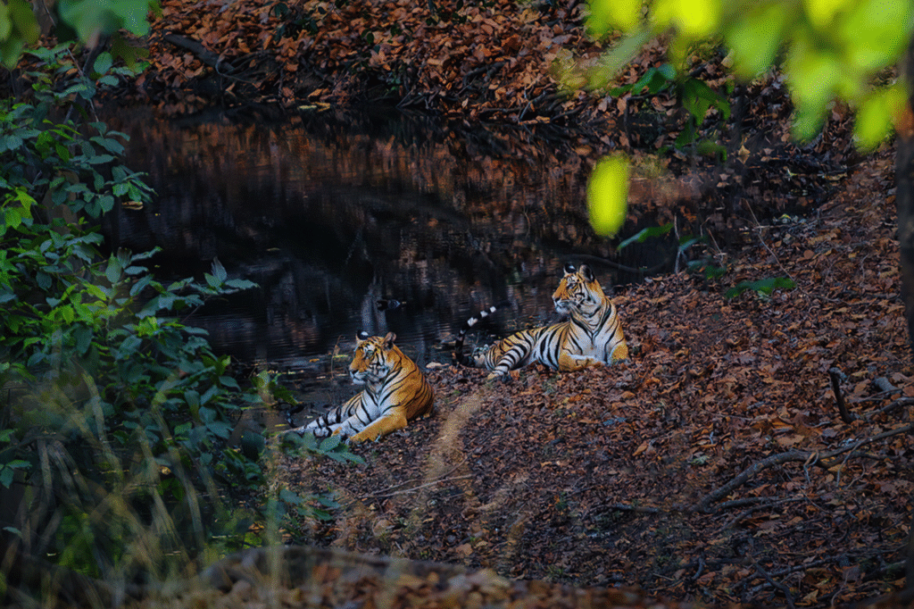 Bandhavgarh Jeep Safari Booking