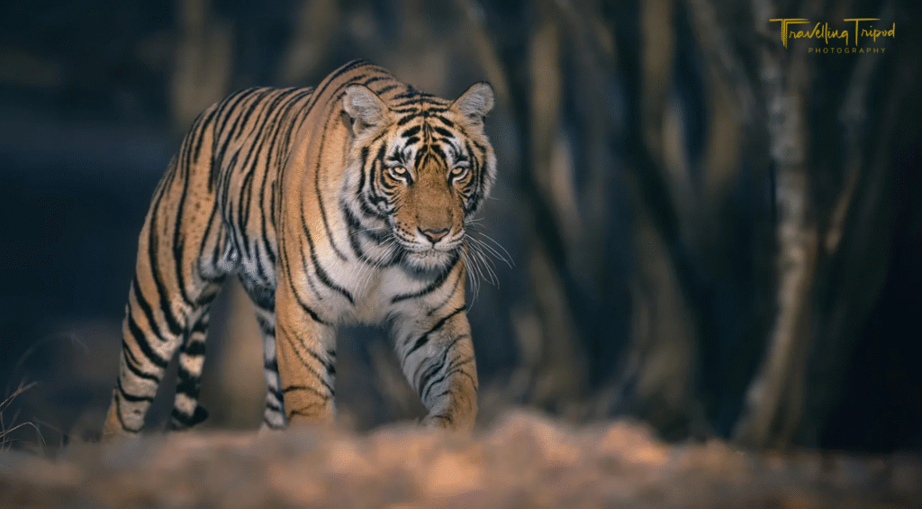 Travelling Tripod Photography