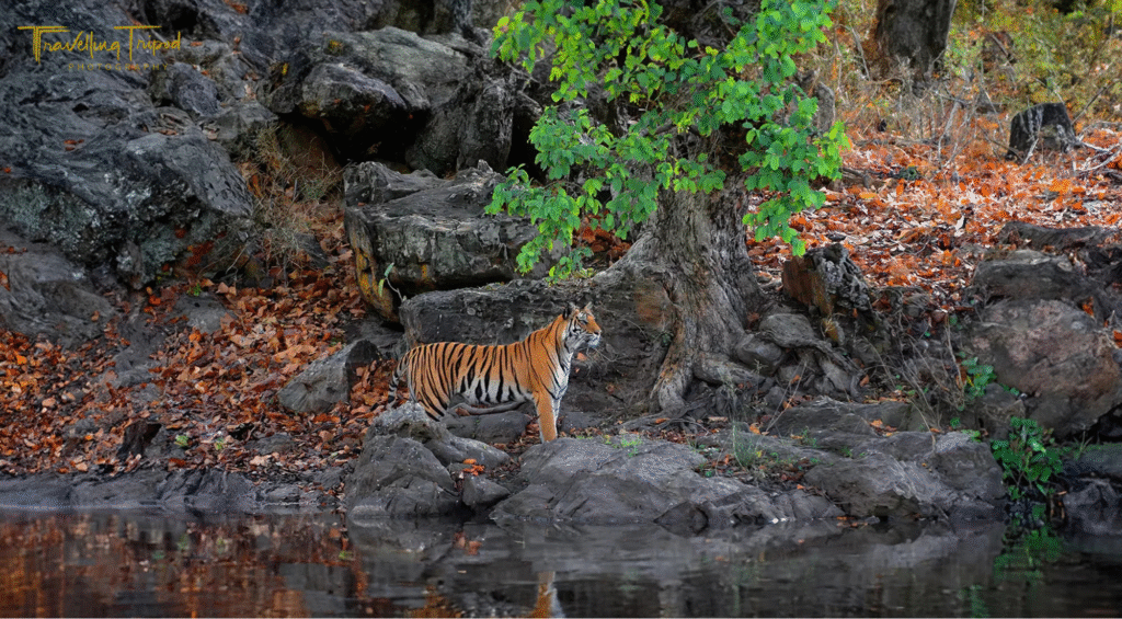 Bandhavgarh National Park