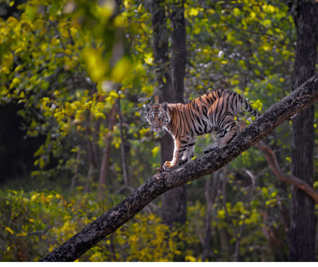 Travelling Tripod Photography