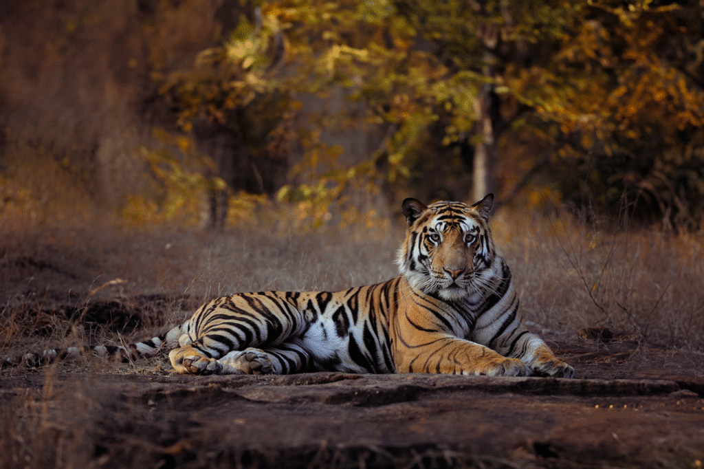 Bandhavgarh National Park Safari