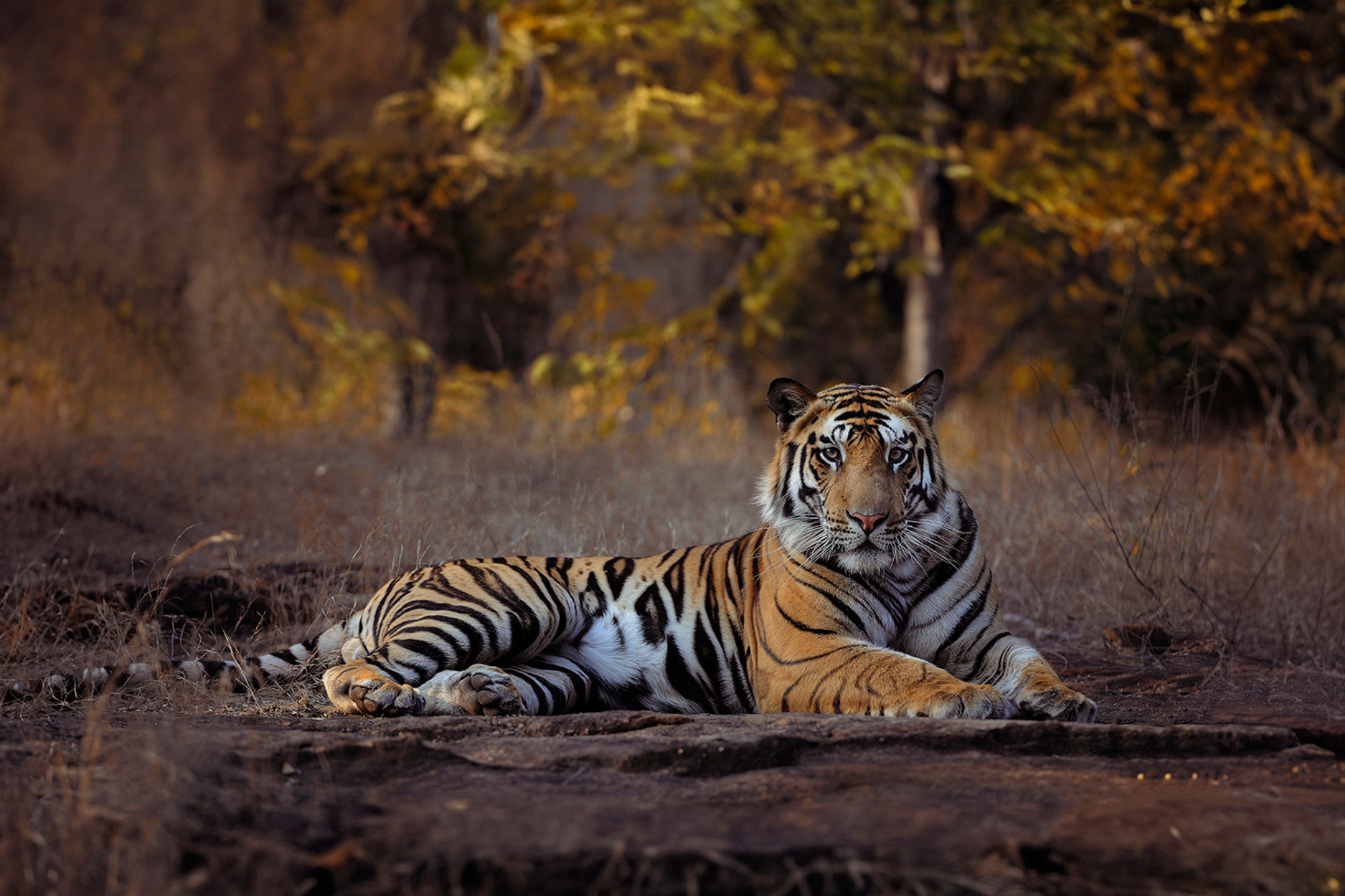 Bandhavgarh National Park Safari