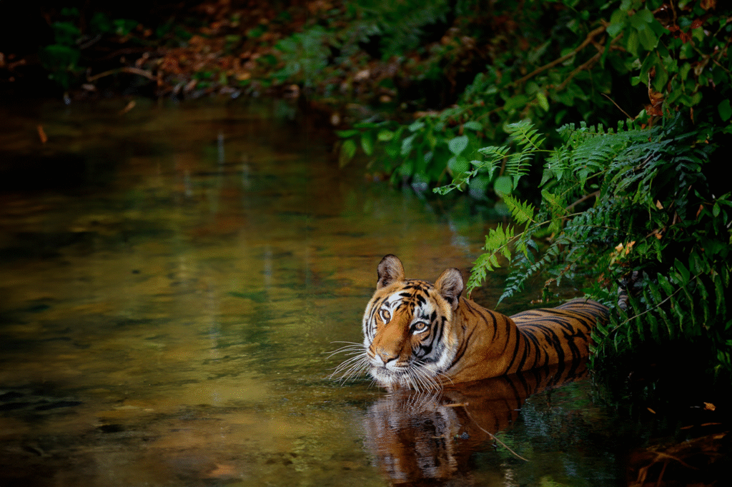 Bandhavgarh National Park