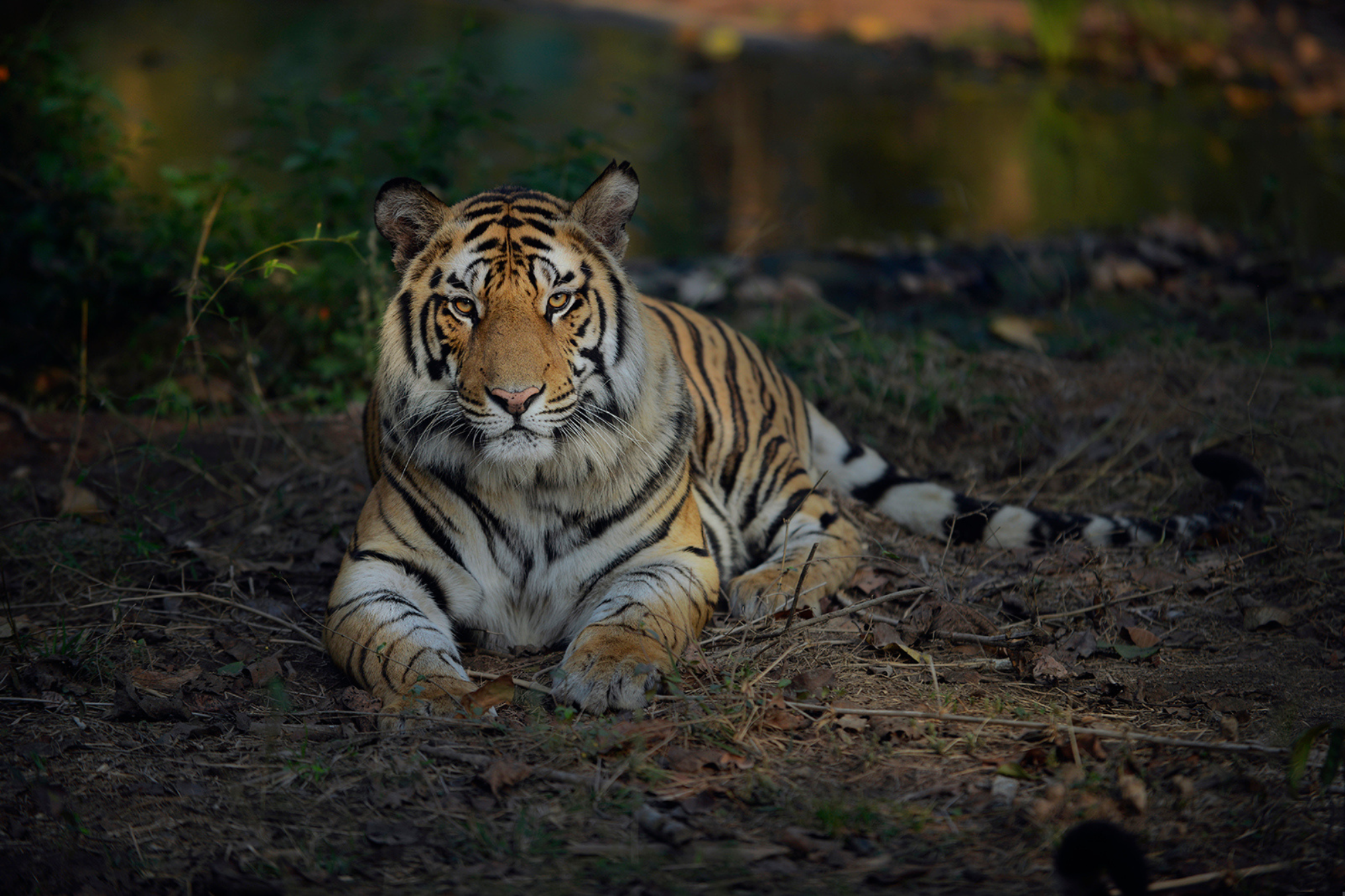 Travelling Tripod Photography