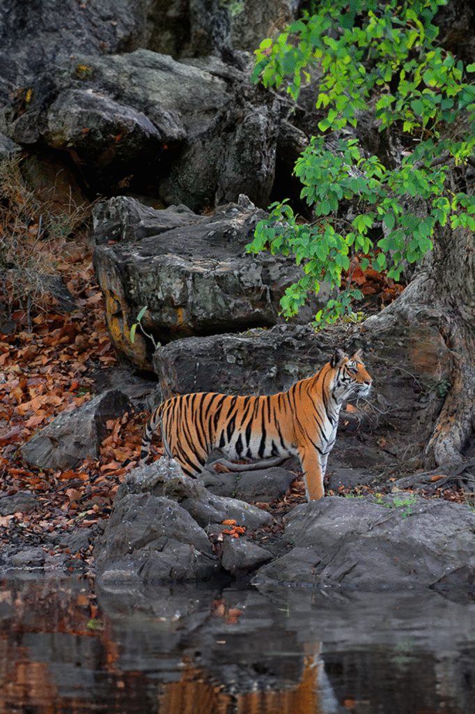 Bandhavgarh Photography Tour Packages