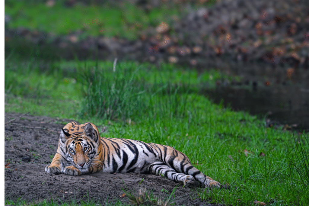 Best Resort in Bandhavgarh