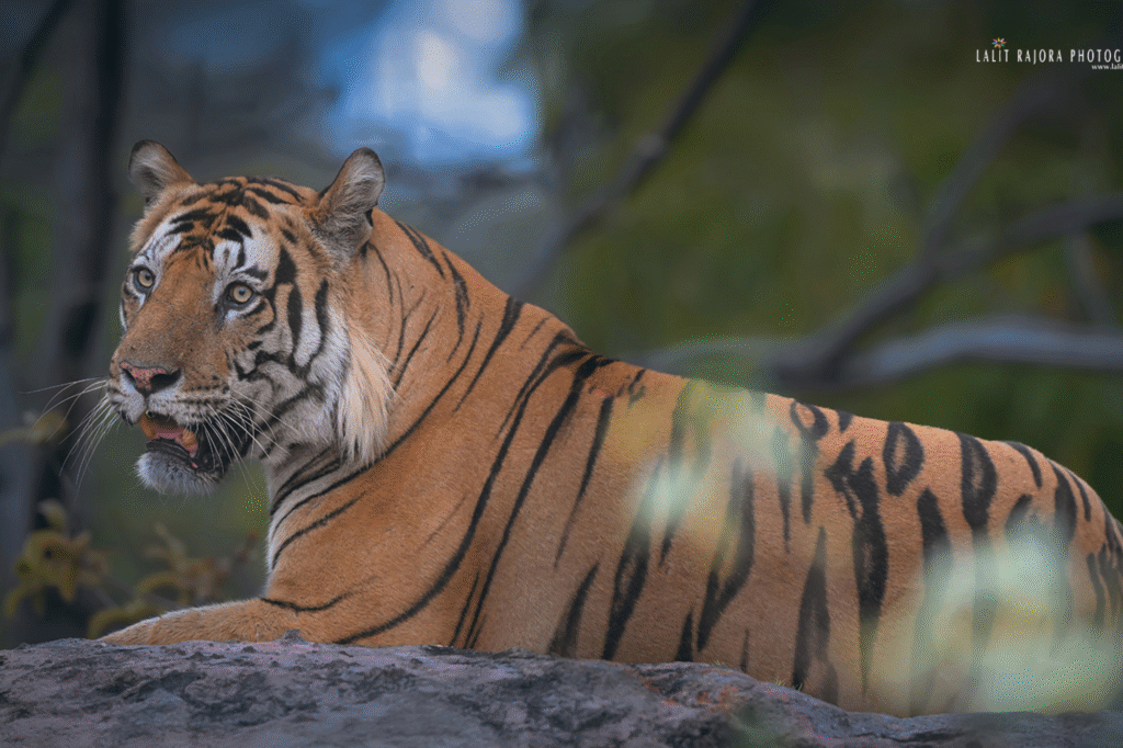 Photography in Bandhavgarh