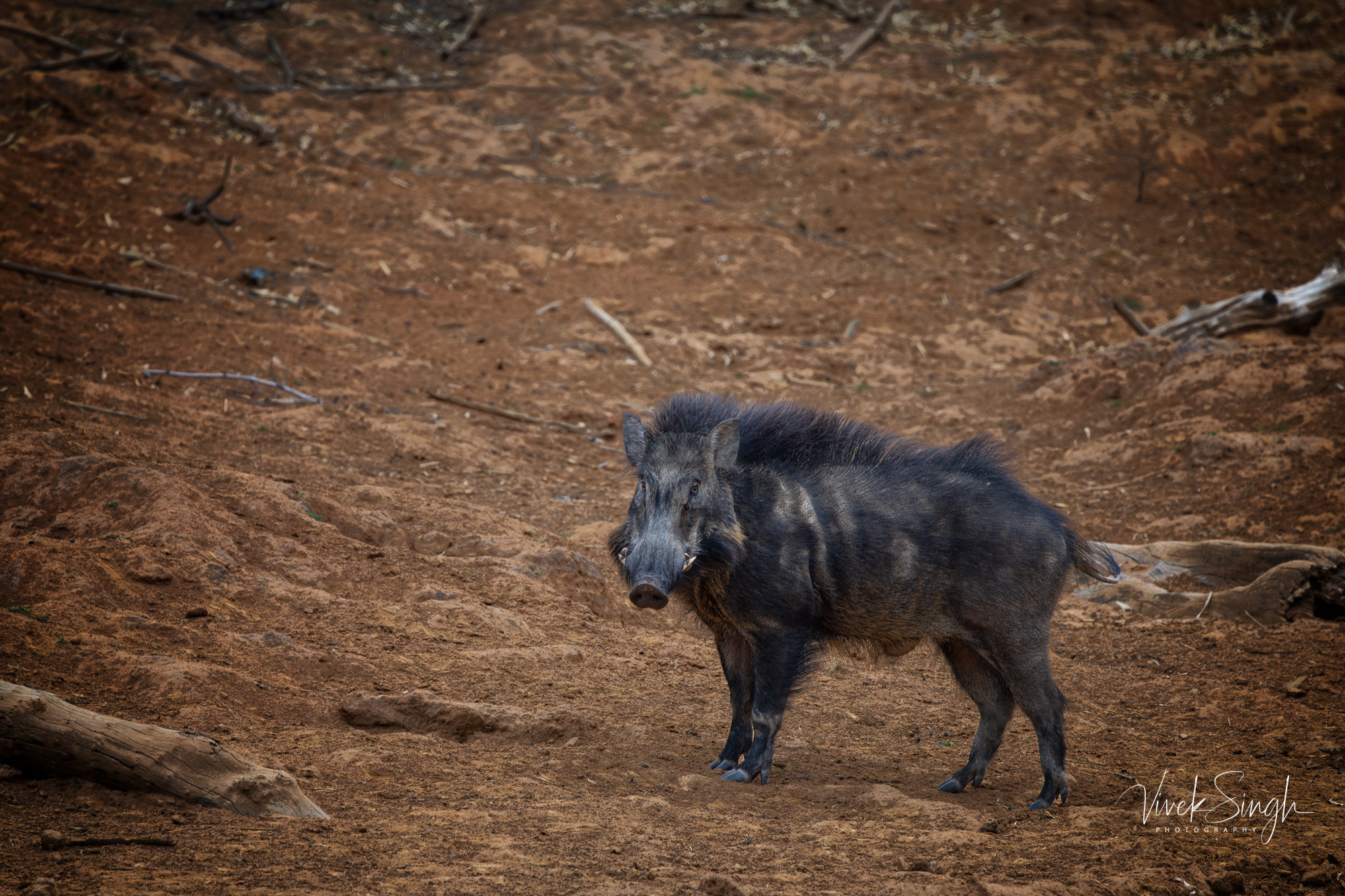 Travelling Tripod Photography