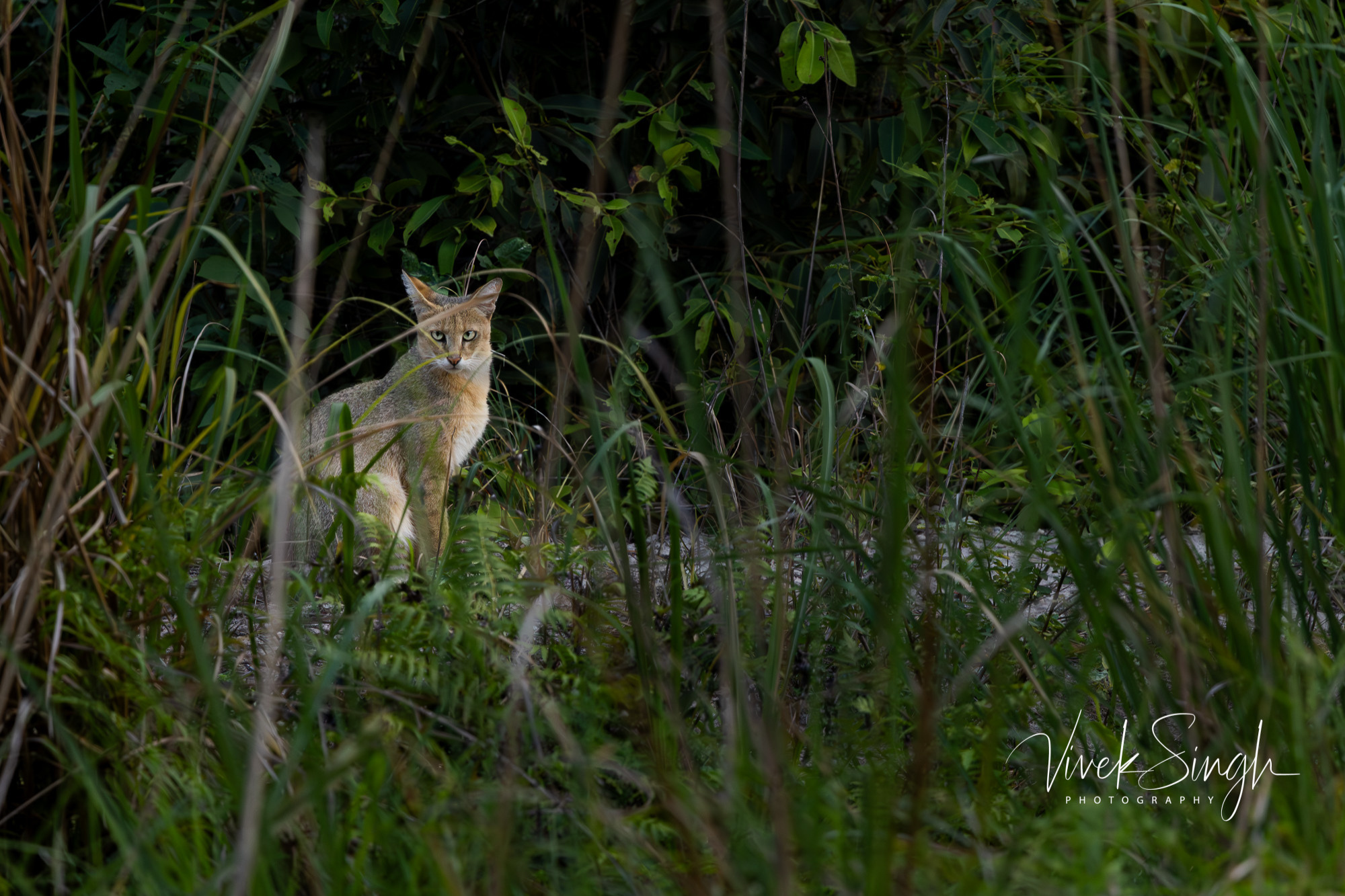 Travelling Tripod Photography