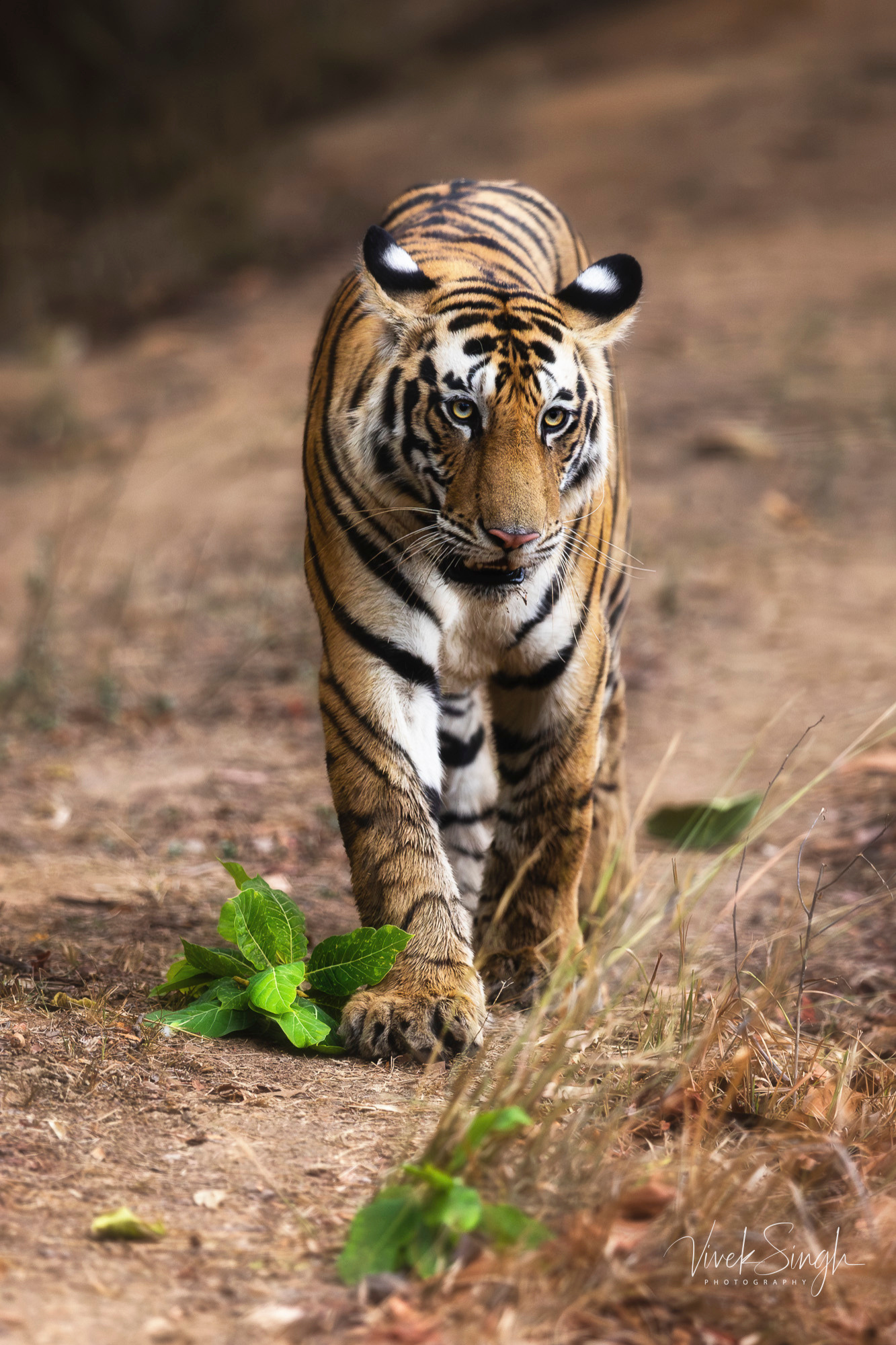 Travelling Tripod Photography
