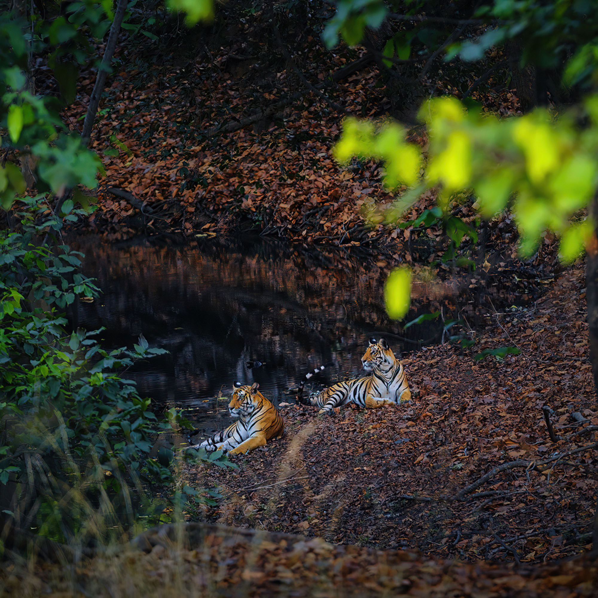 Travelling Tripod Photography