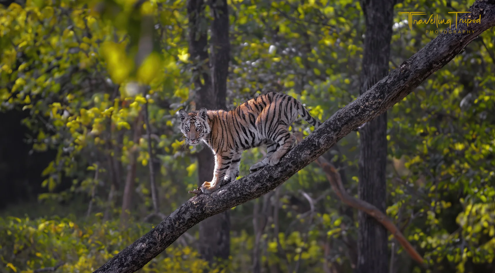 Travelling Tripod Photography