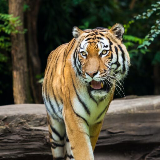 Bandhavgarh National Park Safari