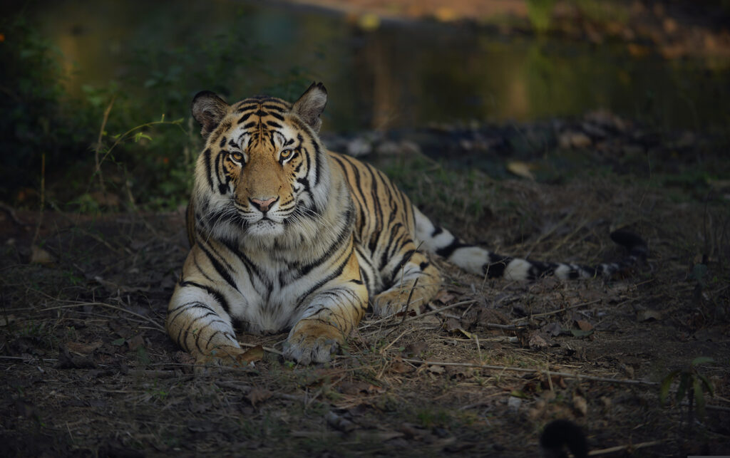 Bandhavgarh National Park Safari Booking