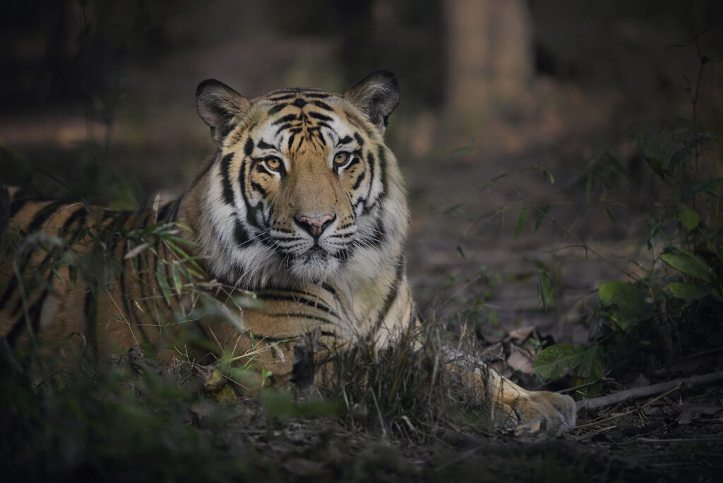 Bandhavgarh Tour Packages