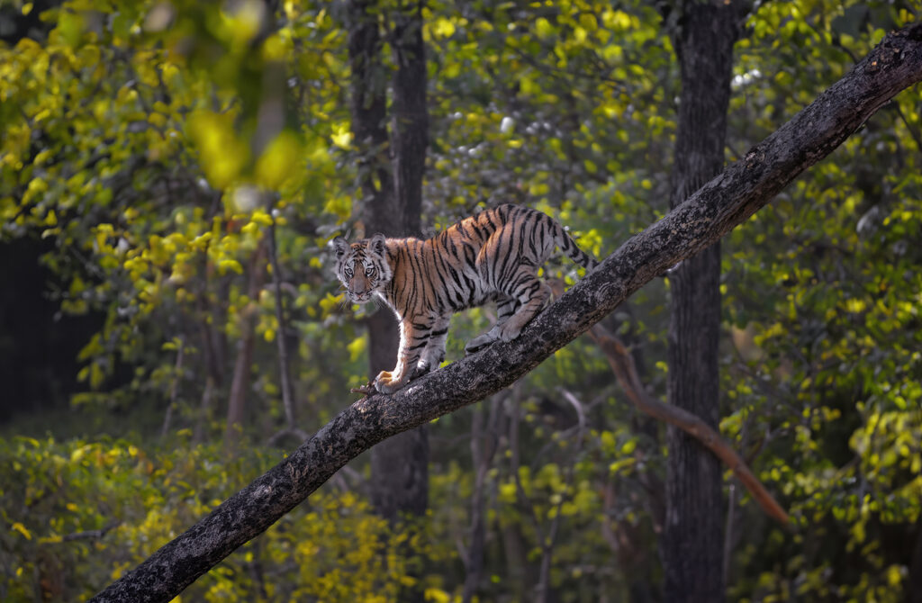 Bandhavgarh Tour Packages