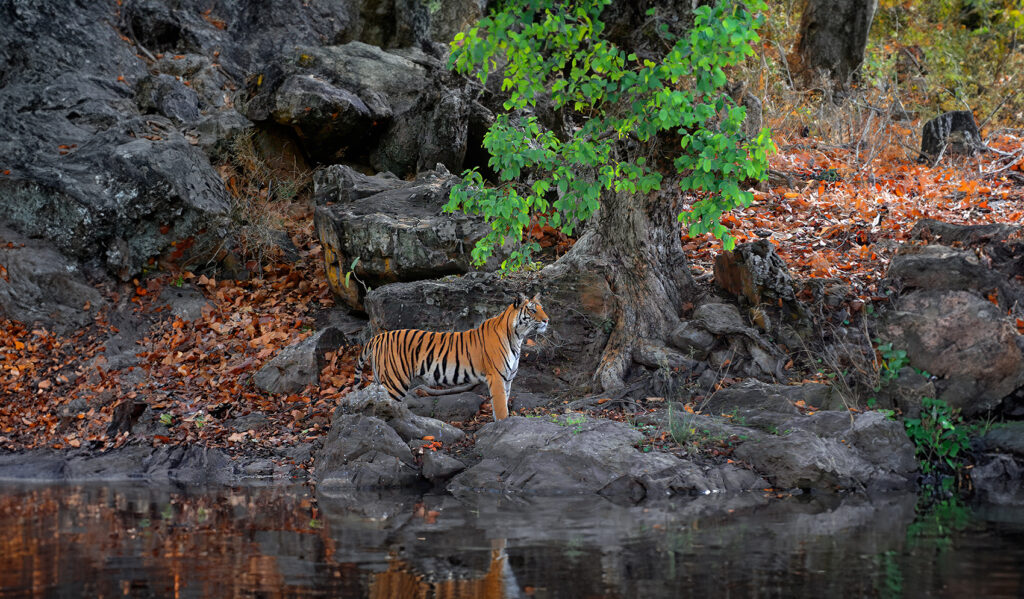 Bandhavgarh National Park Safari Booking