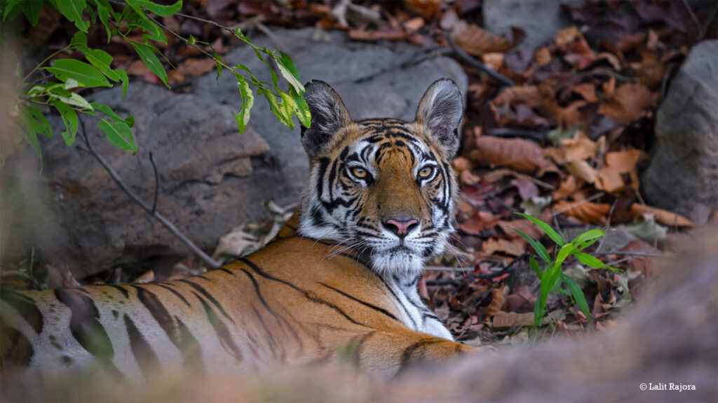 Best Resort in Bandhavgarh