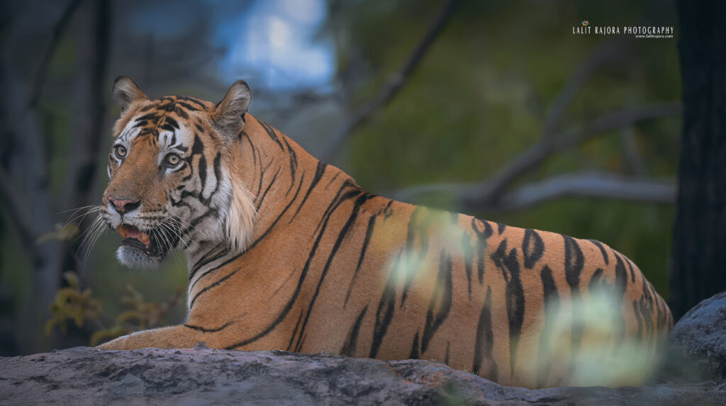 Bandhavgarh Photography Tour Packages