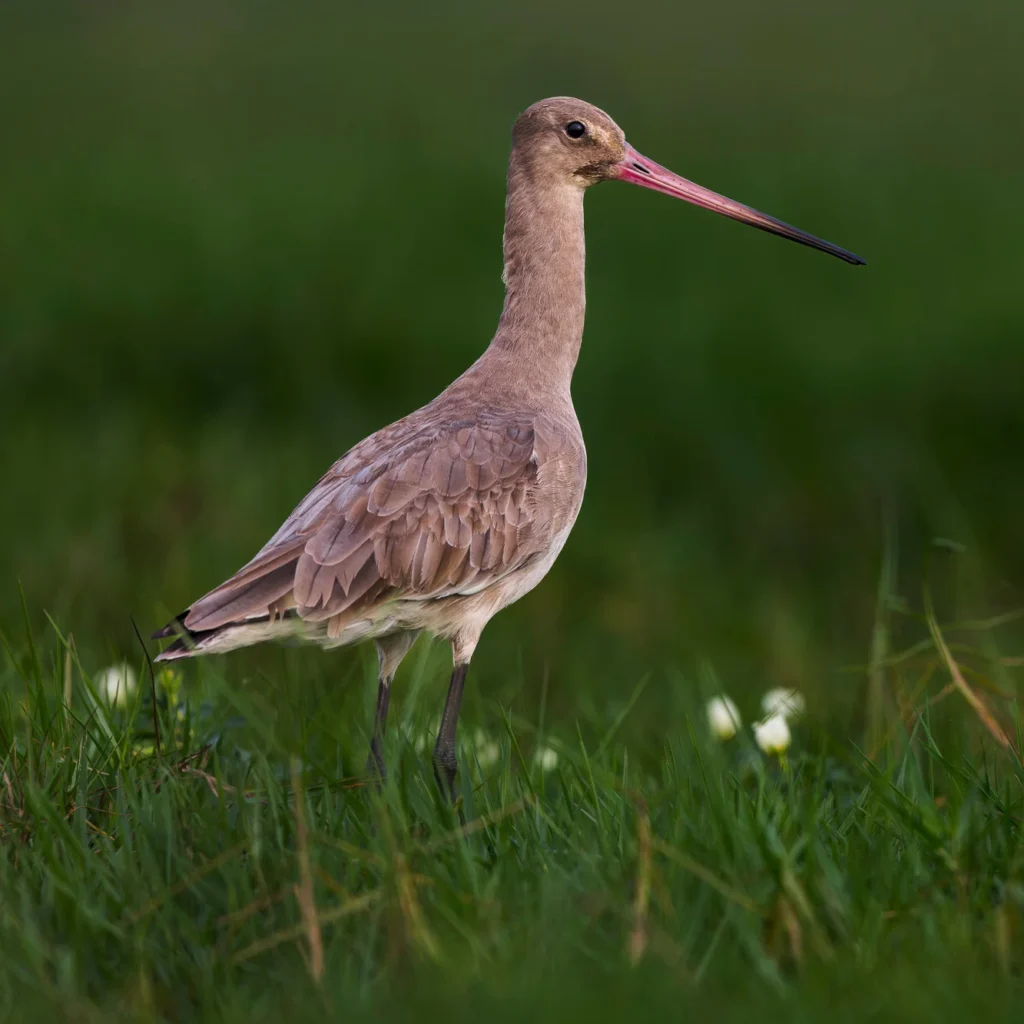 Travelling Tripod Photography