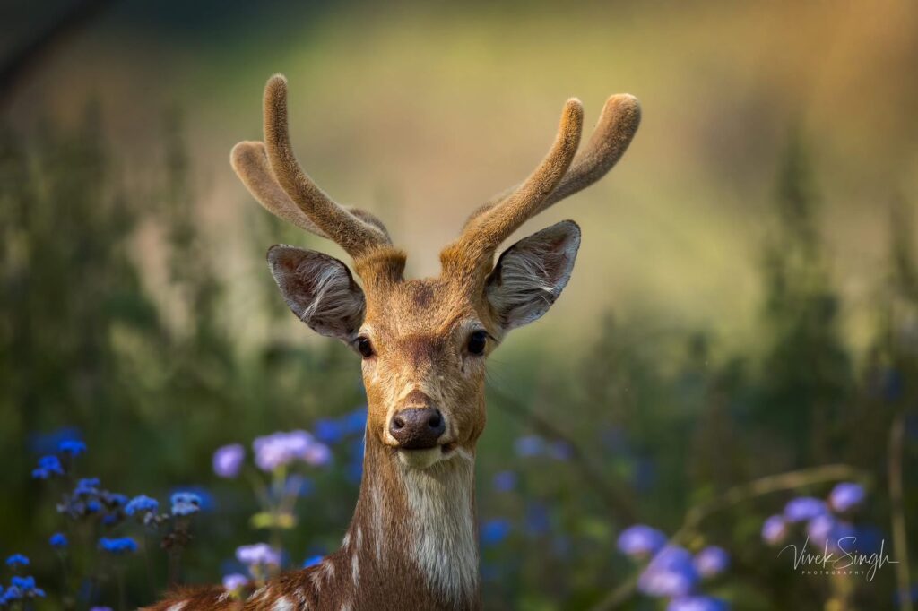 Bandhavgarh National Park Jeep Safari Booking