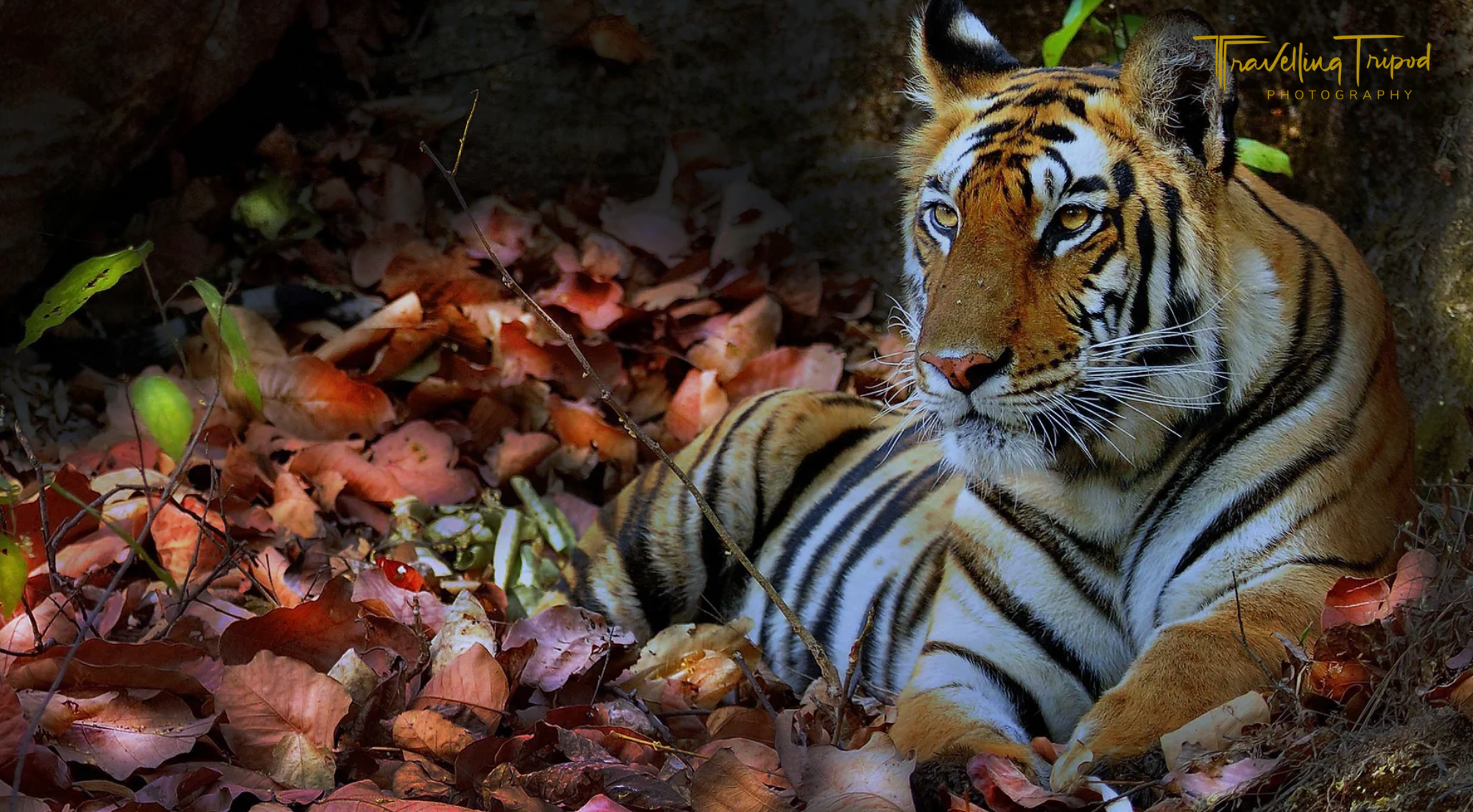 Travelling Tripod Photography