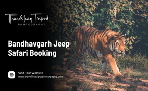 Bandhavgarh Jeep Safari Booking