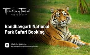 Bandhavgarh National Park Safari Booking