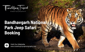 Bandhavgarh National Park Jeep Safari Booking