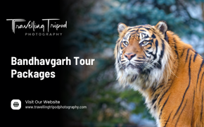 Bandhavgarh Tour Packages