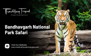 Bandhavgarh National Park Safari