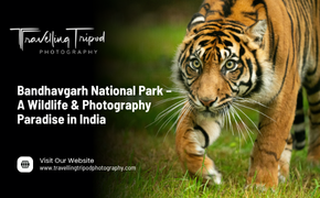 Bandhavgarh National Park