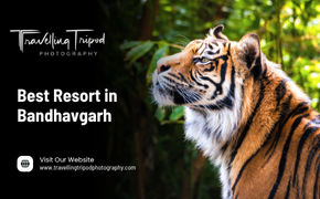 Best Resort in Bandhavgarh
