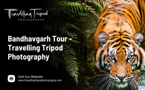 bandhavgarh tour