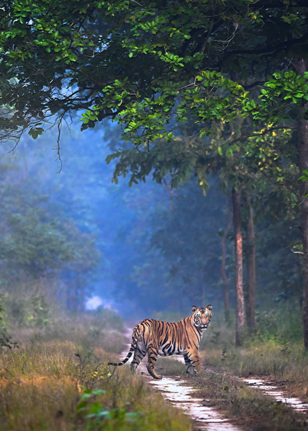 Travelling Tripod Photography