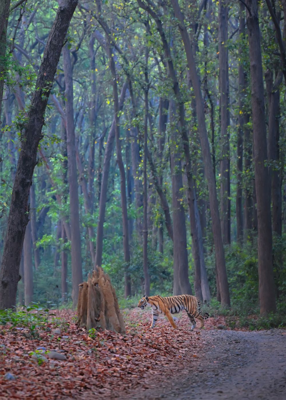 Bandhavgarh National Park Jeep Safari Booking