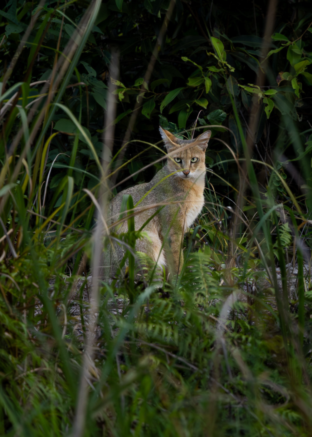 Travelling Tripod Photography
